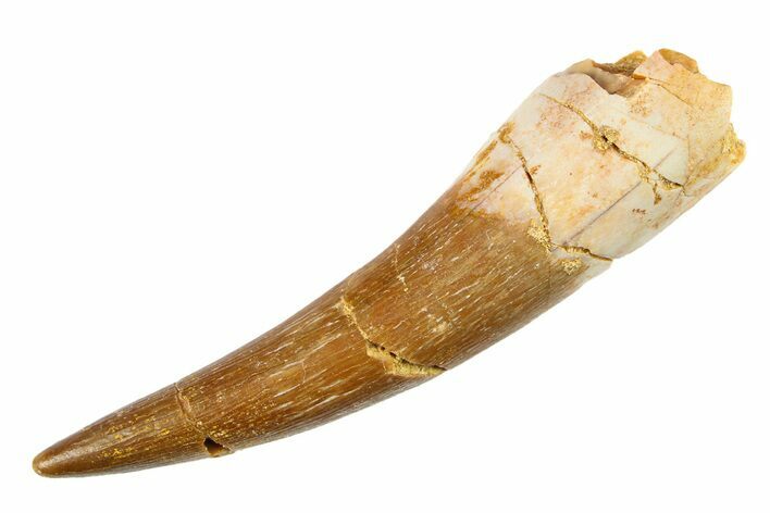 Bargain, Fossil Plesiosaur (Zarafasaura) Tooth - Morocco #297894